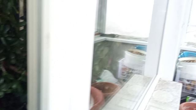 27 МАРТА 2026 г.  В АМУРСКЕ ТУМАН, МОКРЫЙ СНЕГ. МОИ ЦВЕТЫ.