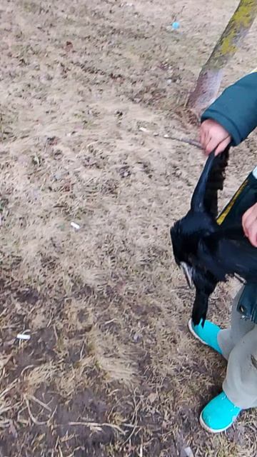 это птица редко