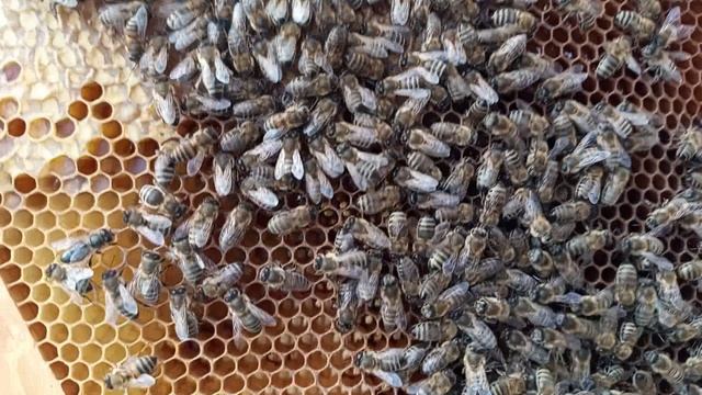 Вопрос к знатокам пчеловодства. Какая болезнь в этой семье?