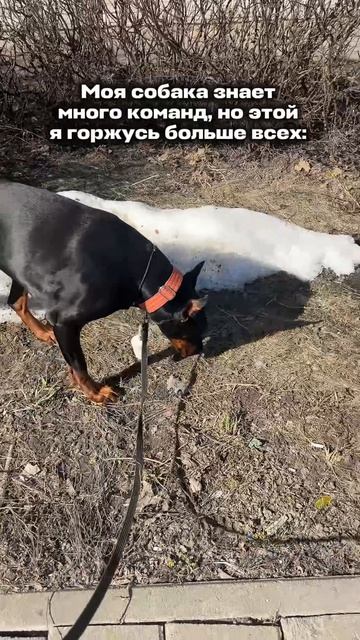 ПОЛЕЗНАЯ КОМАНДА 💩