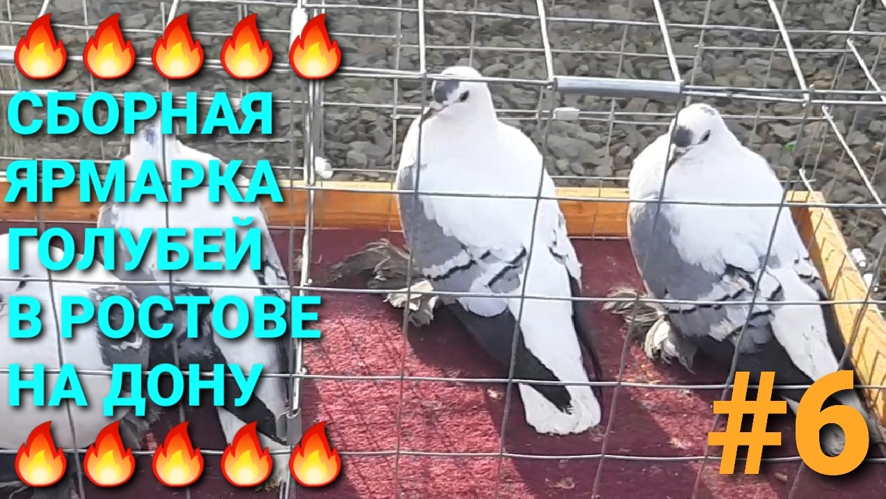 🔥🔥🔥 Голуби разных регионов на ярмарке в Ростове на Дону. Птичий рынок 15.03.26.Часть 6.