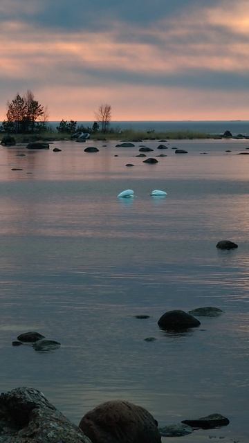 дикие лебеди. на финском заливе.