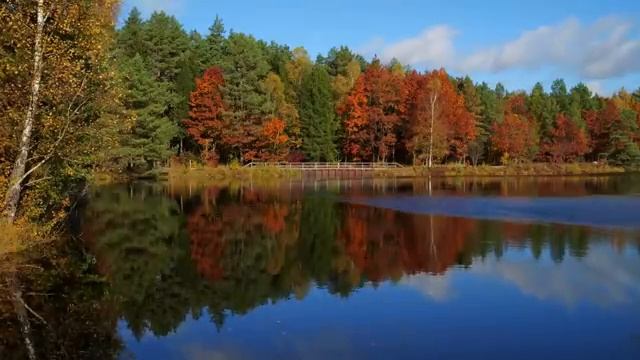 Завораживающая красота аккордеона и скрипки @RelaxVibes-n7l