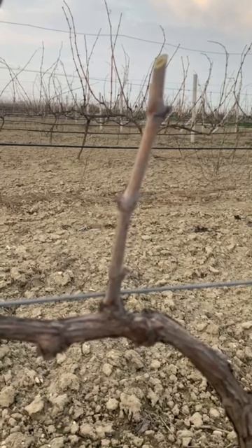 Правило верхней почки — секрет здорового рожка