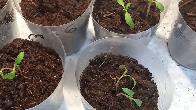 посадка саженцев по два штуки в стаканы