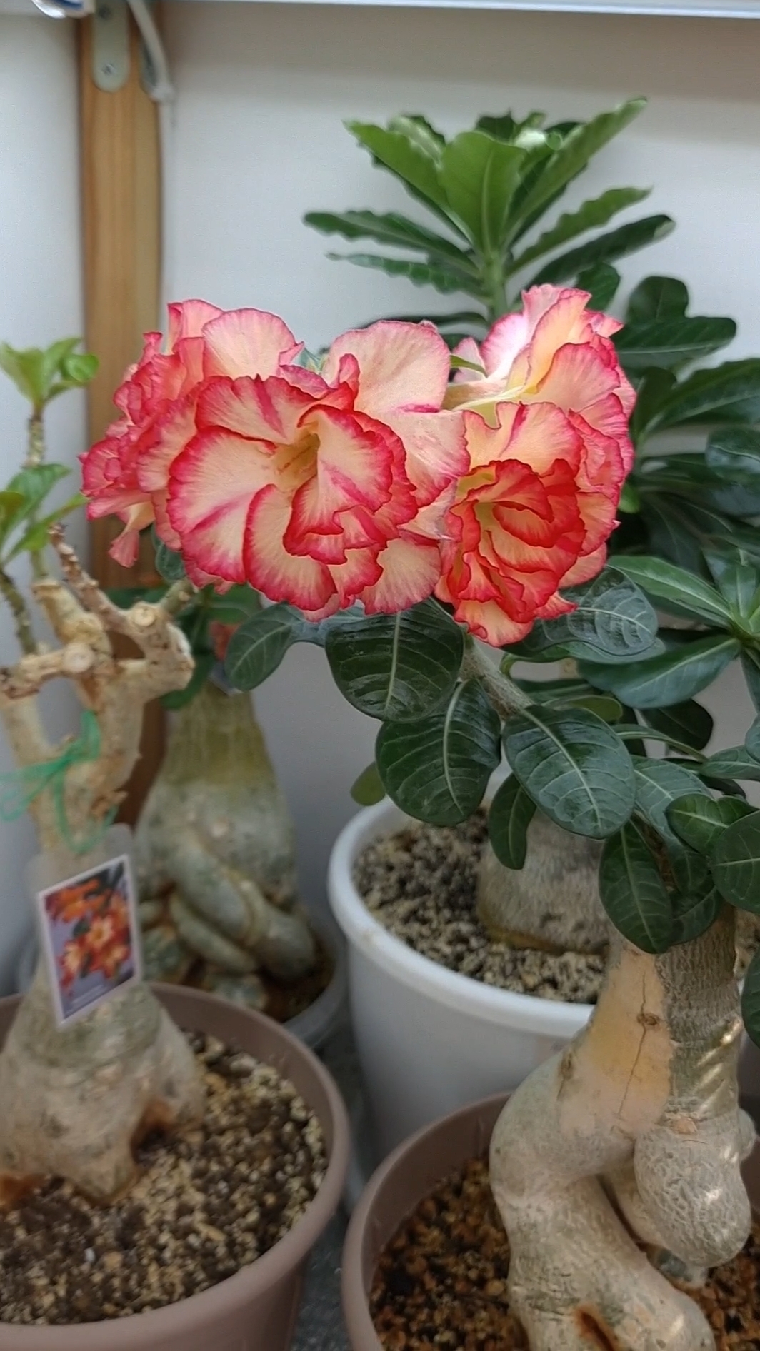 Джуси Фрут надел венок🤗