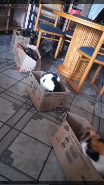 Кото-экспресс