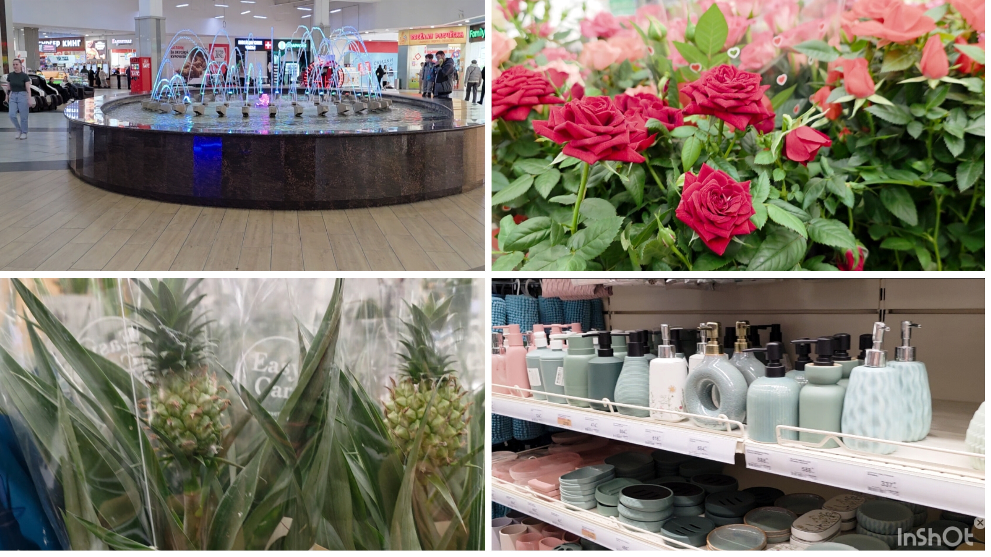 Лемана Про цены космос / Комнатные растения