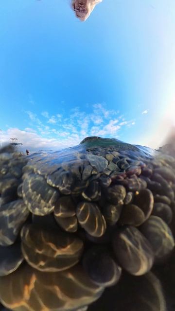 Новороссийск 2026. Медузы в Черном море