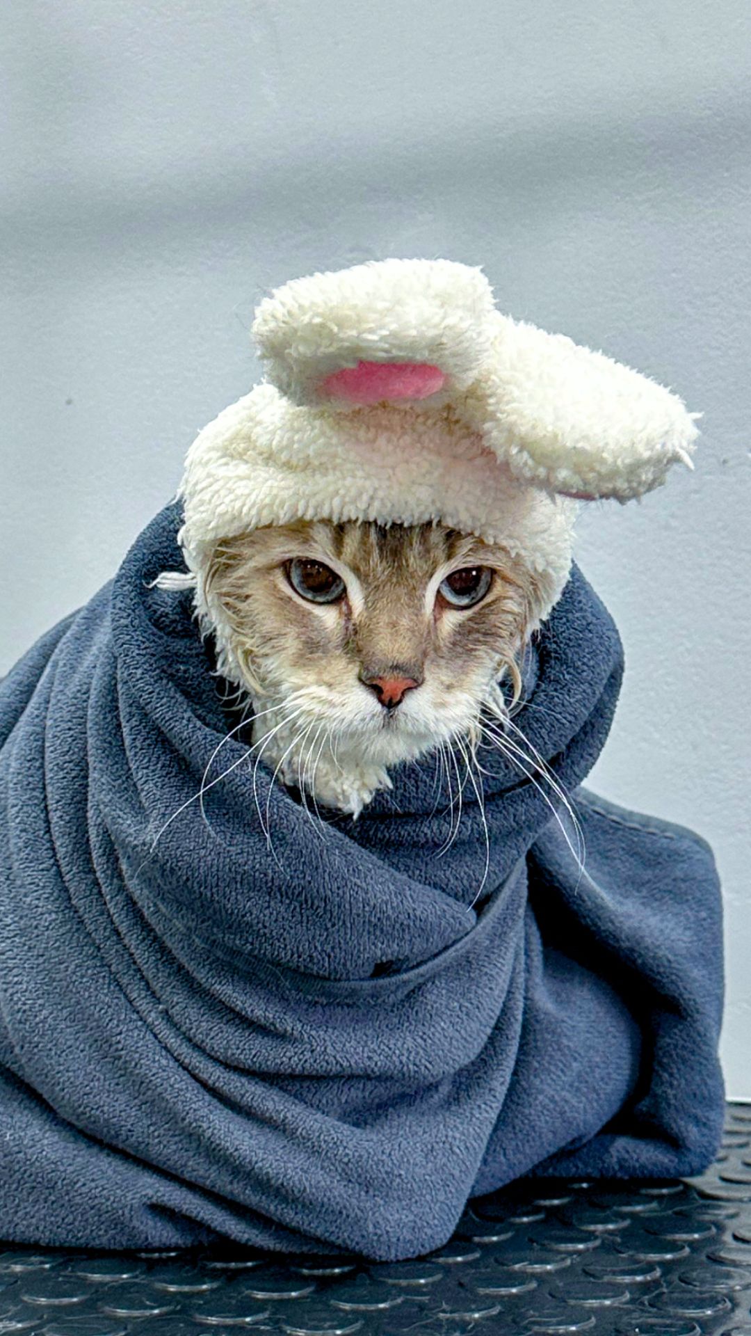 Везем старого кота на экспресс линьку