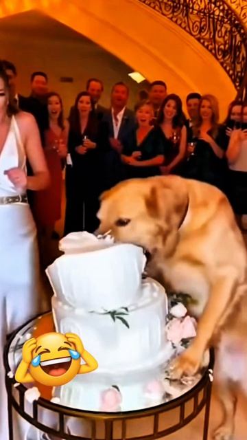 Любитель сладкого