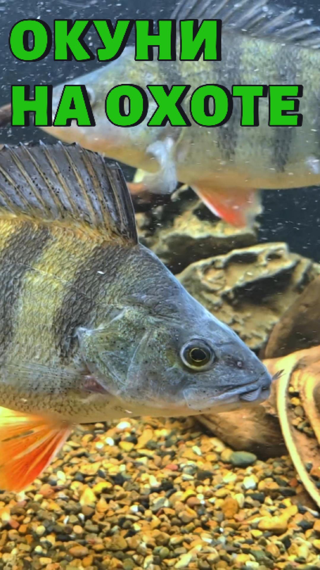 F62eae93bfc299b20657770c5c997de8