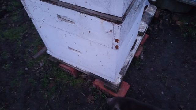 Мои проведенные работы на пасеке при +8 градусов.