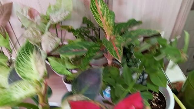 Мои Зелёные Новости 💚🌱🤗