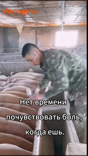 Я очень занят во время еды! #Вакцинация #Дневник свинофермы