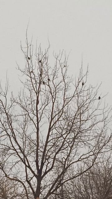 Скворцы прилетели !Сибирь