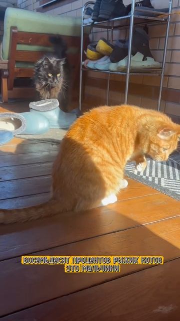 Видео от Кот Пикассо Патиссон