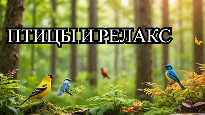 Пение птиц у лесной реки. Расслабление с природой