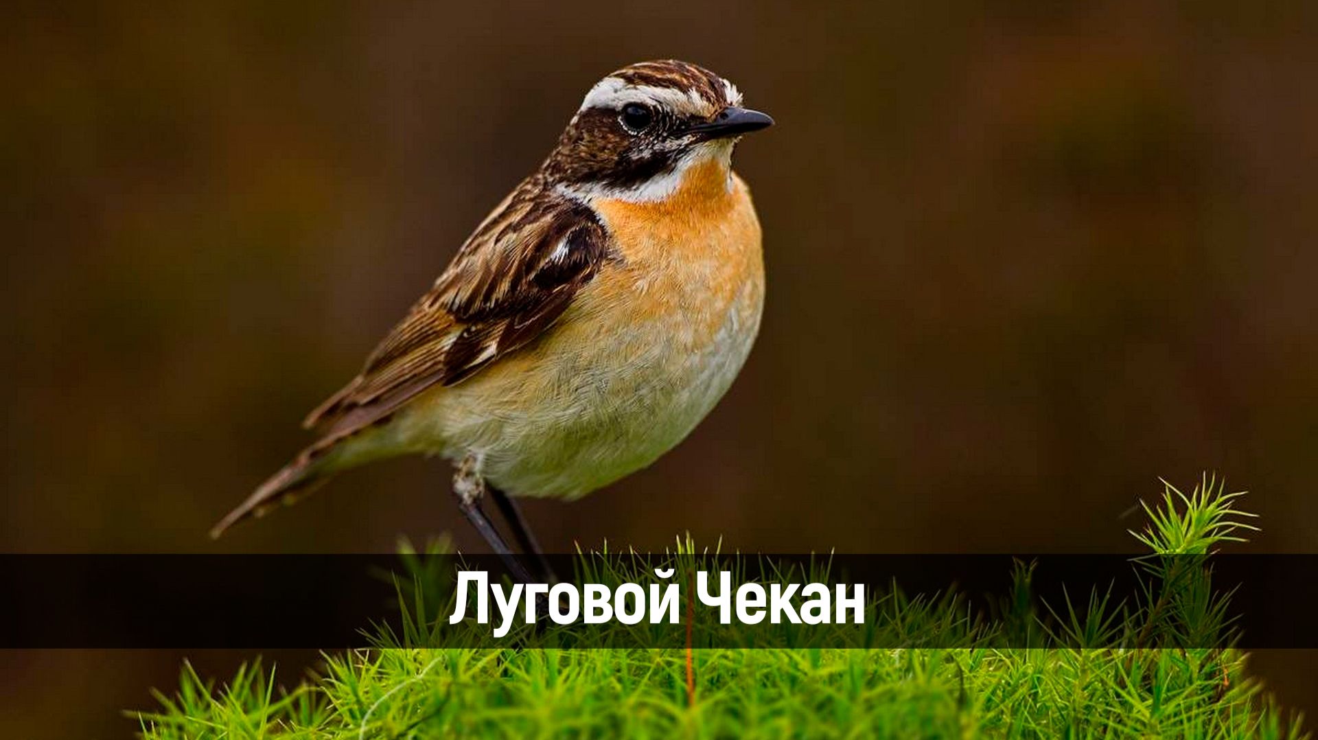 Чекан луговой. Птица певчая