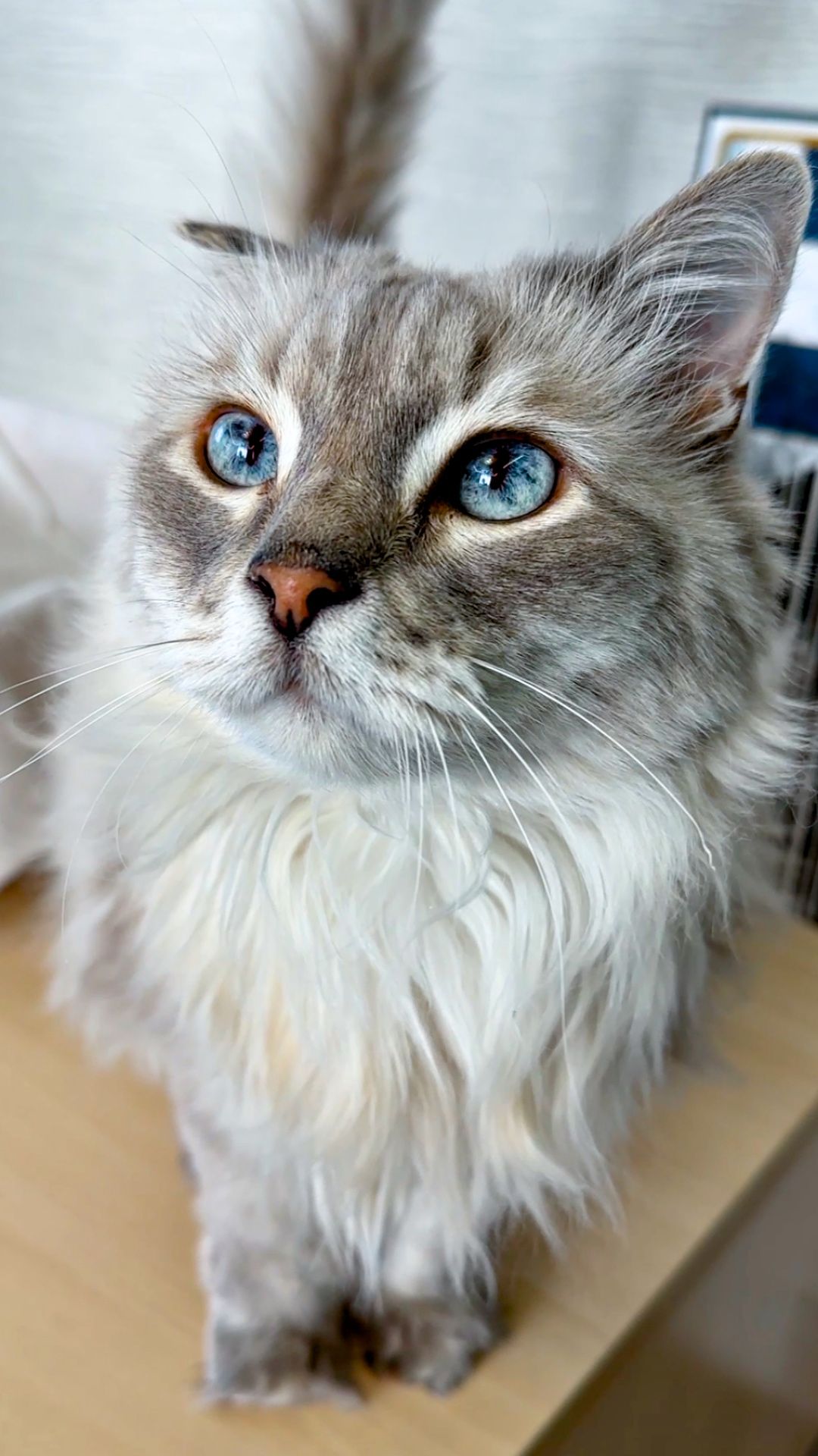 Наташиному коту 14 лет