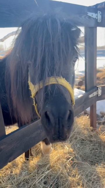 Носом тянется к весне 🌸🐴 #приютСудьба #приютдляживотных #животные #пони #весна