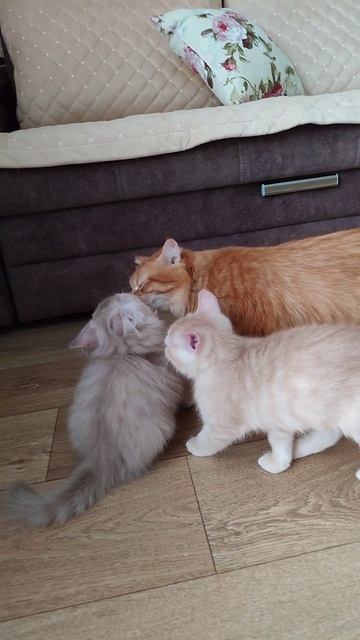 #собака #щпиц #кошка #котята как происходит#кормлениеживотных