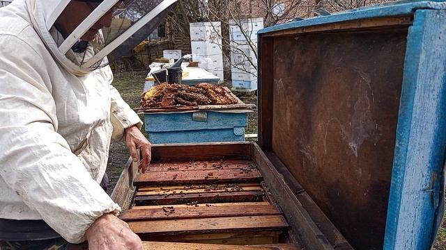 Спасаю слабыша с горстью пчел.