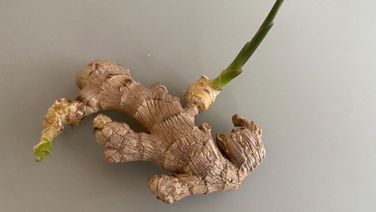 Как вырастить имбирь из корня, купленного в магазине