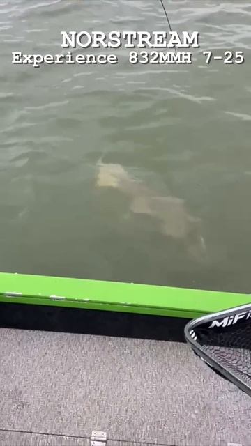 РЕБЕНОК В ШОКЕ! СЕЛА КРУПНАЯ РЫБА!!! Спиннинг NORSTREAM  #fishing #рыбалка #norstream