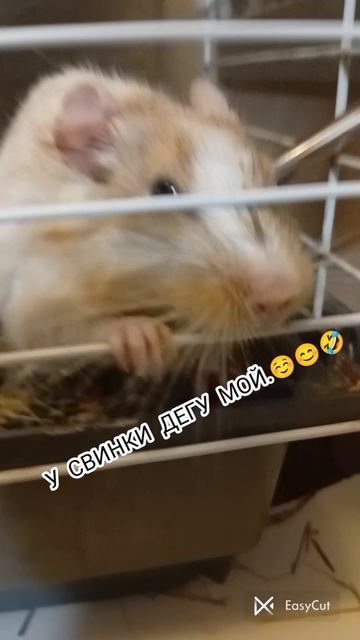 моё первое весёлое видео.😊😊😊