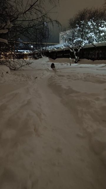 коняшка вымахал