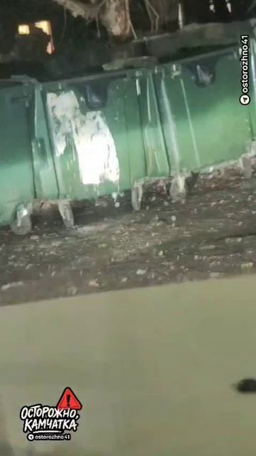 Крысы в Петропавловске-Камчатском. Март 2026