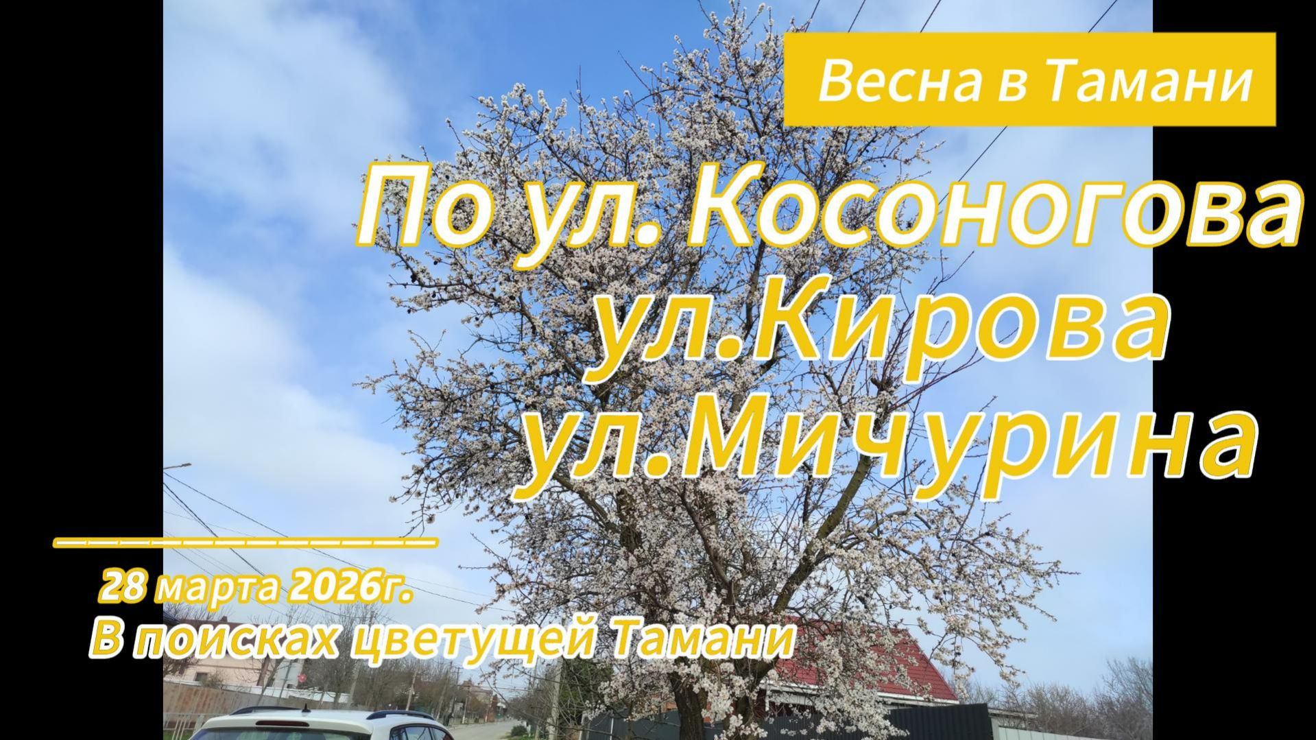 По улицам Косоногова, Кирова, Мичурина в поисках цветущей Тамани