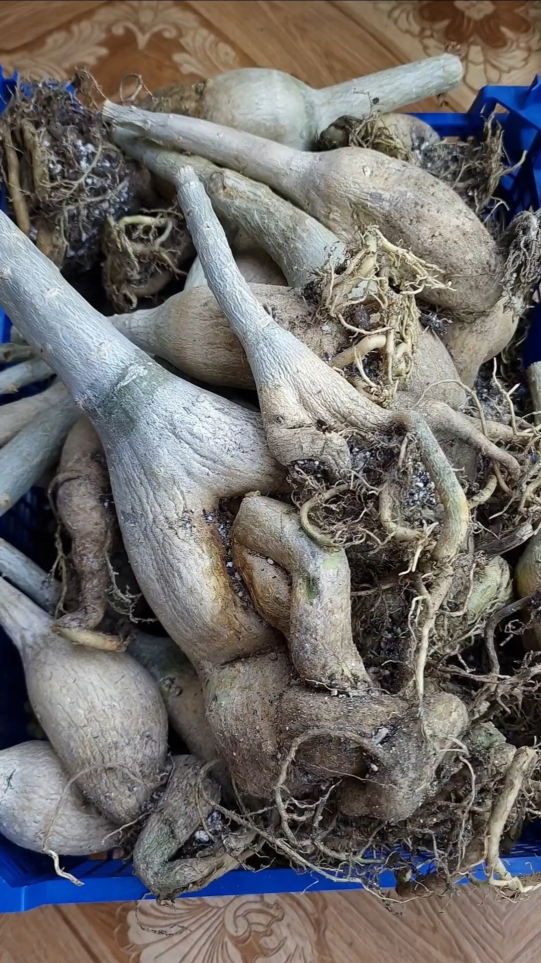 В начале апреля начинаю высадку в грунт.