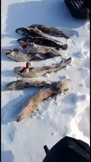 Первый улов Юры после глухозимья