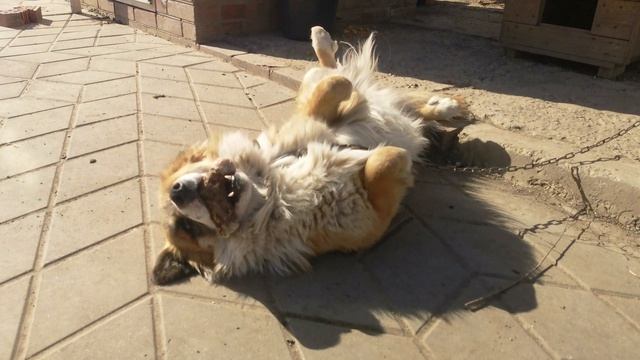 Пёс грызёт кость и прячется в окопах