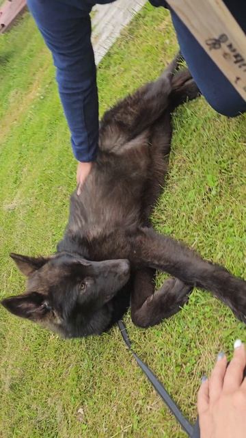 Русский вольфхунд Брайтон, возраст 4 мес. #волк #русскийвольфхунд #собаки #щенки #волкособ #животные