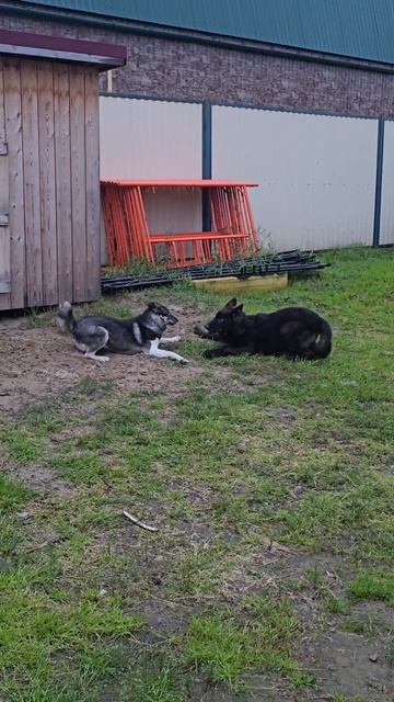 Русский вольфхунд Брайтон #волк #русскийвольфхунд #собаки #щенки #животные #любимцы