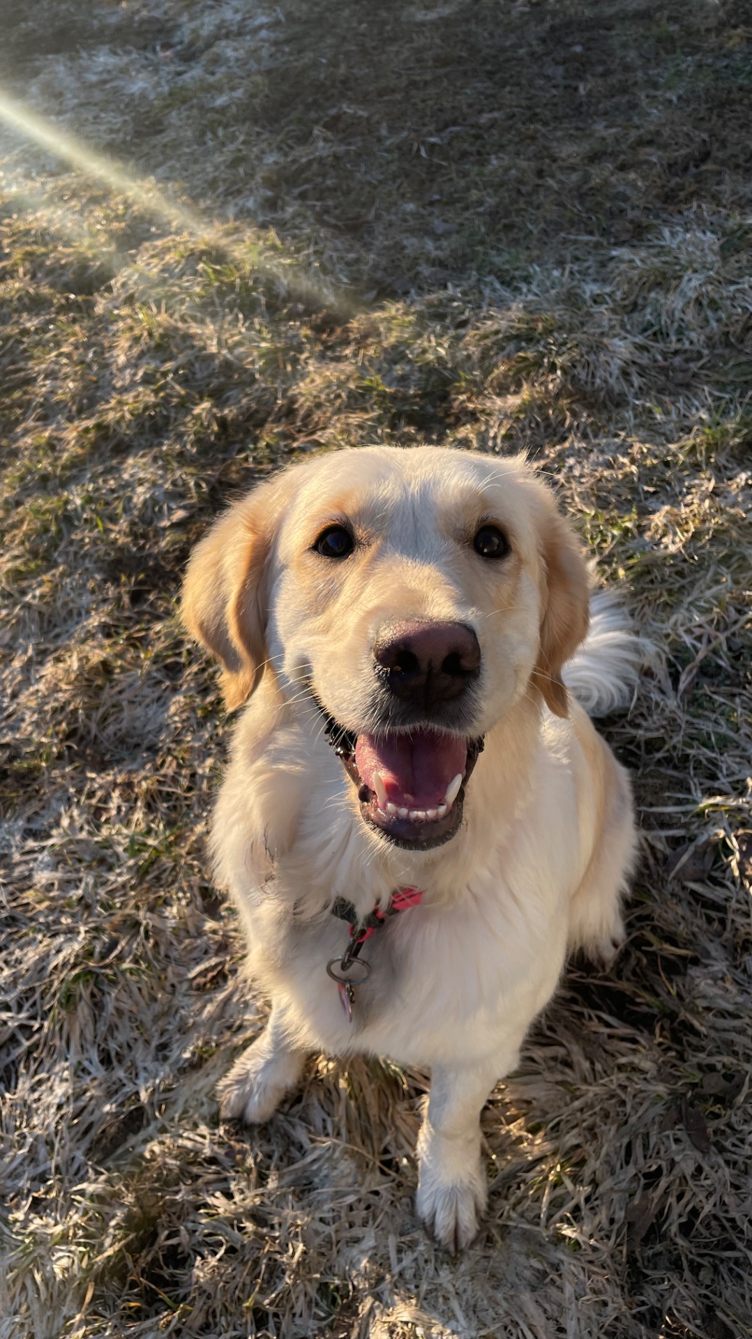 Вся правда о золотом ретривере