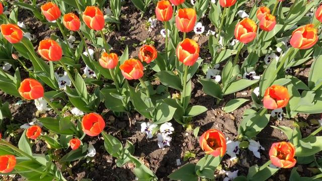 Настроение - тюльпановое