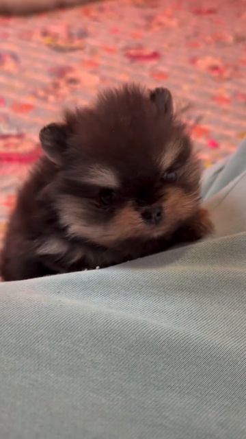 что за порода?