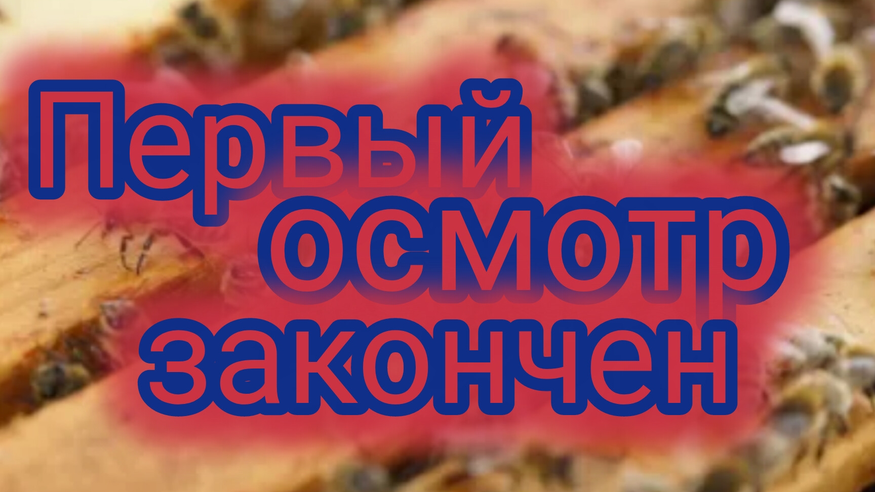 Первый осмотр пчёл закончен 🐝