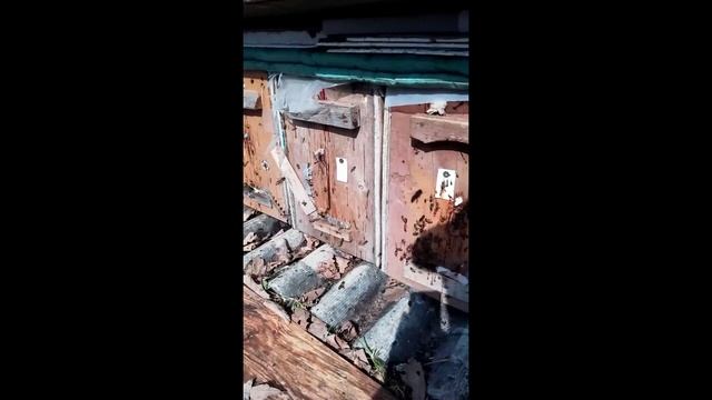 На пасеке Георгия из Приморского края.