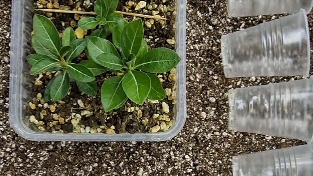 Пикировка сеянцев адениума. Полное видео на 15 минут можно посмотреть в подписке(смотри 👇).