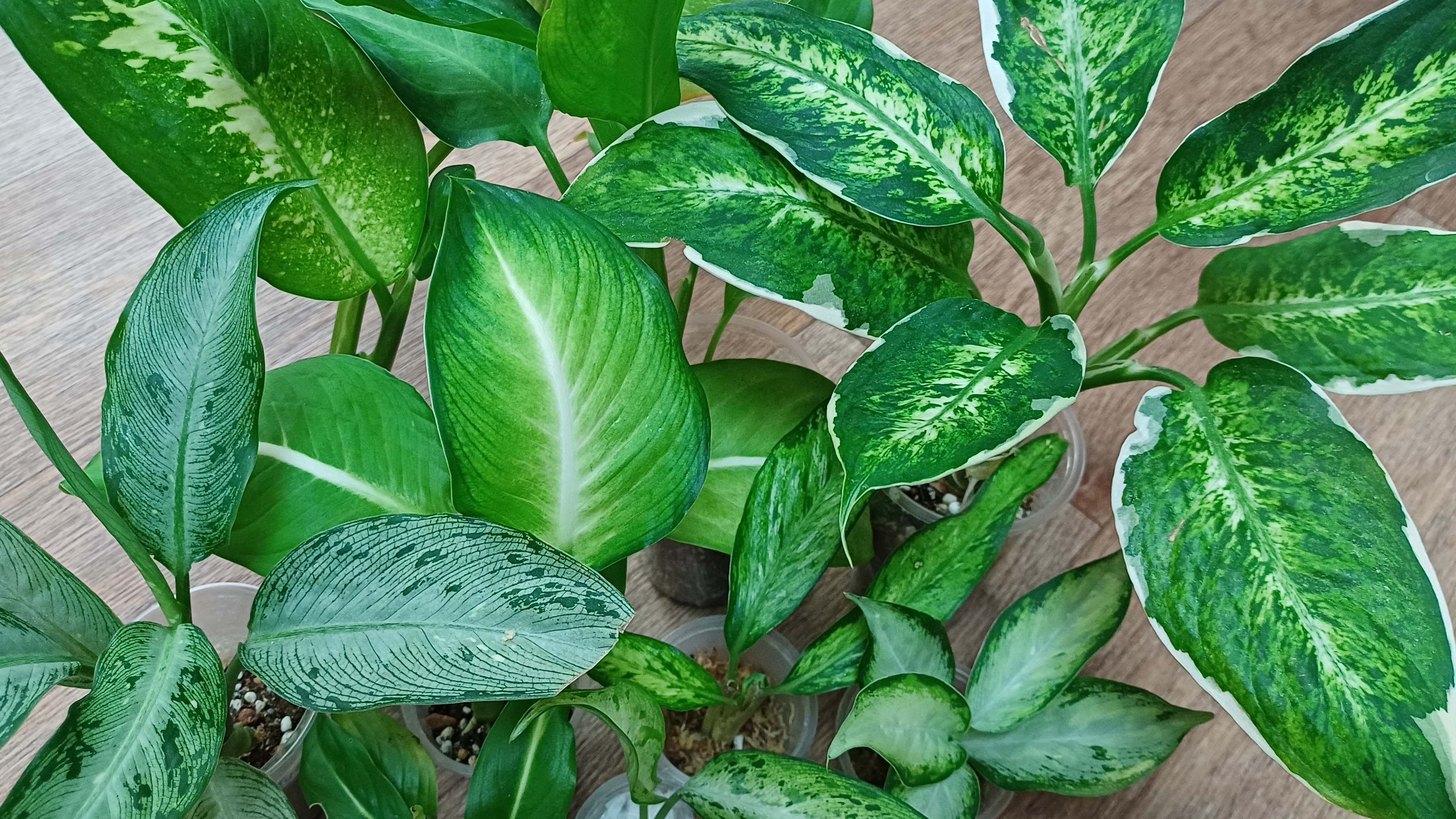 Комнатные растения🌿❤️ Диффенбахии/Распаковка посылки📦🪴🌟