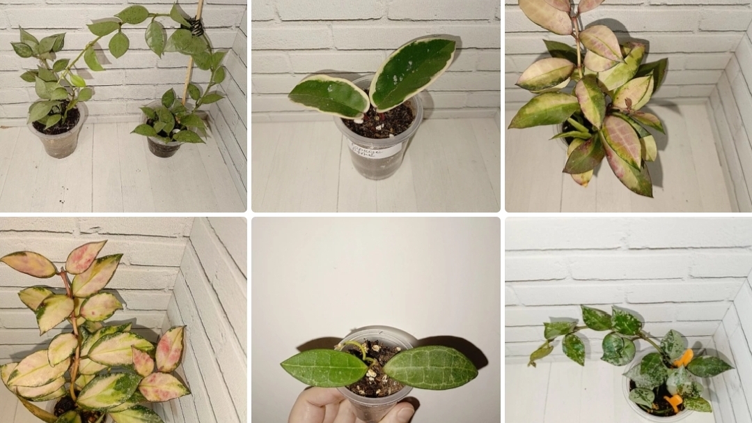 Как укоренить хойи