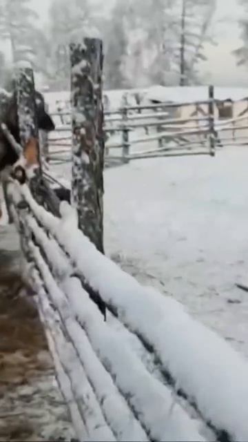 Баран Уолчаан