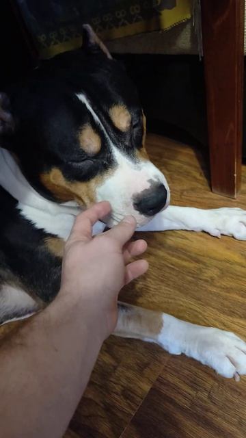 амстаф на работе