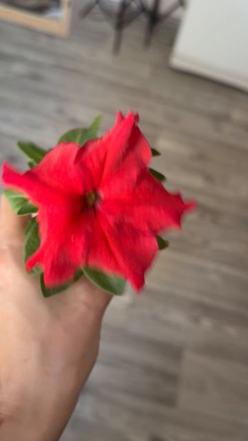 Цветение петунии посаженой в начале февраля