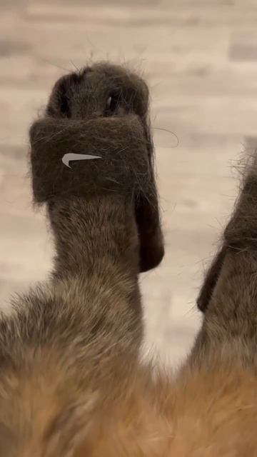 Модные кототапочки ...👇